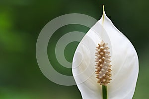 Peace lily Spathiphyllum flower