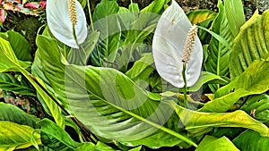 Peace Lily Spathiphyllum Wallisii