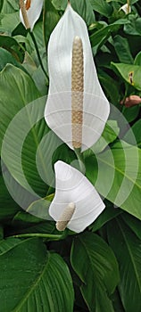 Peace Lily or Spathiphyllum Wallisii