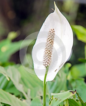 Peace Lily - Spathiphyllum wallisii