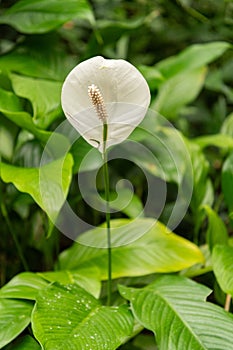 Peace lily or Spathiphyllum Wallisii plant in Zurich in Switzerland