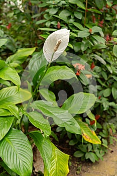 Peace lily or Spathiphyllum Wallisii plant in Zurich in Switzerland