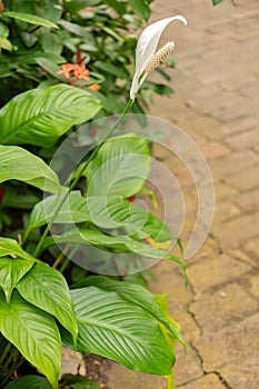 Peace lily or Spathiphyllum Wallisii plant in Zurich in Switzerland