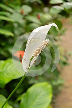 Peace lily or Spathiphyllum Wallisii plant in Zurich in Switzerland