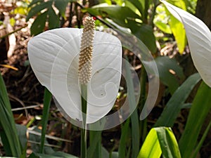 peace lily or spathiphyllum wallisii white flower in close up shot