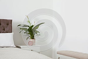 Peace lily on table in modern bedroom