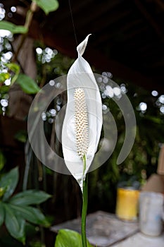 Peace Lily White Flower