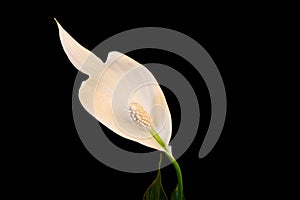 Peace Lily White Petal Flower 01