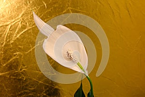 Peace Lily White Petal Flower 02