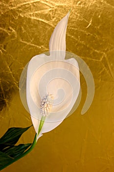 Peace Lily White Petal Flower 03