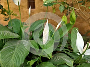 Peace lily, white sails, or spathe flower