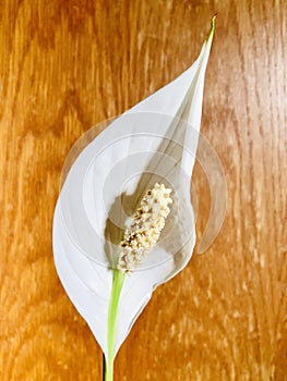 Peace lily with wooden brown background.
