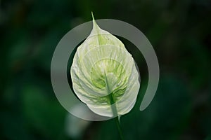 Peace of Madonna lily