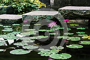 Peace of Mind Zen Water Lily Pond Garden