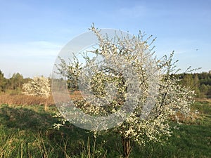 Blooming tree, spring, caet cloud, white, fragrance, wildlife, awakening, sun, beauty, Belarus