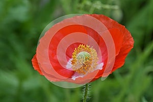 Peace Poppy Flower Red Petal Cup 01