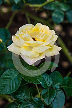 Peace Rose or Yellow Rose in Garden