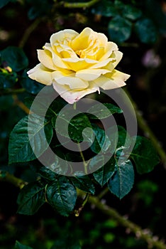 Peace Rose or Yellow Rose in Garden