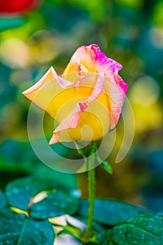 Peace Rose or Yellow and Pink Rose in Garden