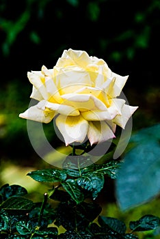 Peace Rose or Yellow and Pink Rose in Garden