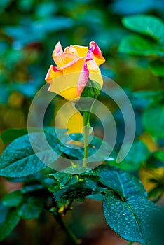 Peace Rose or Yellow and Pink Rose in Garden