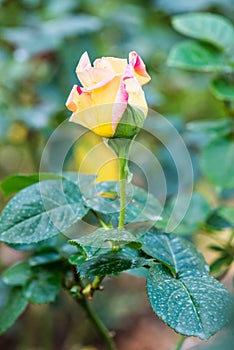 Peace Rose or Yellow and Pink Rose in Garden