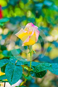 Peace Rose or Yellow and Pink Rose in Garden