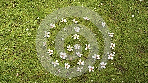 Peace sign symbol made out of almond tree flowers in spring in Spain