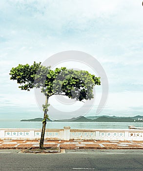 Peace simples brazil