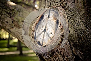 Peace symbol on a tree where branch removed