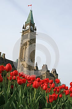 Peace Tower and Tulips