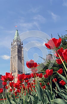 Peace Tower and Tulips in Ottawa photo