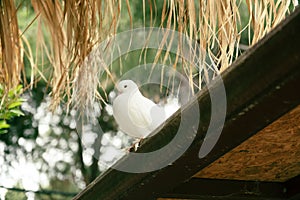 Peace white dove on the roof of a wooden house