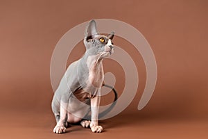 Peaceable male kitty of blue and white color of Canadian Sphynx breed sitting on brown background.