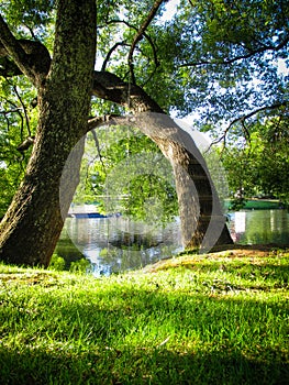 Peaceful afternoon scenery of a tree with a rope swing