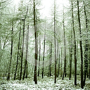 peaceful alpine forest covered in snow,