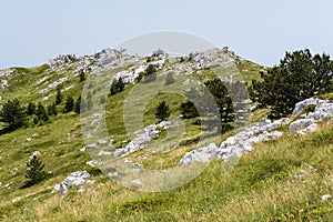 Peaceful alpine meadow with wide mountain trees in Biokovo national park in Croatia