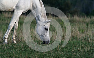 Peaceful Arabian Horse