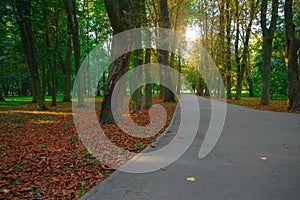 peaceful autumn morning park sunrise landscape with foot path asphalt road for walking and surrounding by falling leaves and trees