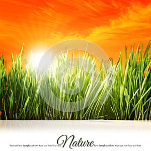 Peaceful background with grass