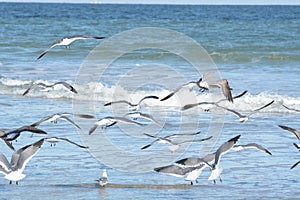 The peaceful beach explodes as the flock of seagulls all take off at the same time