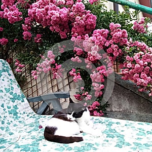 A peaceful black and white cat  with a rambling rose photo