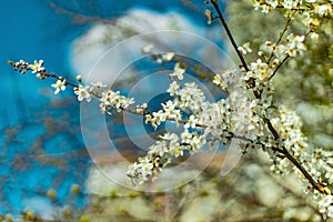 Peaceful bloom spring time garden scenic view of tree white flowers soft focus nature objects on branch with blurred unfocused