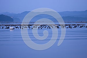 Peaceful blue sea gulf wave mountain morning