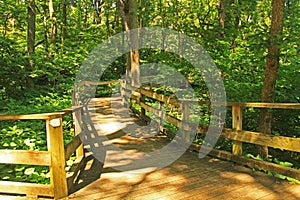 Peaceful Boardwalk Trail in Fontenelle Forest Nature Center