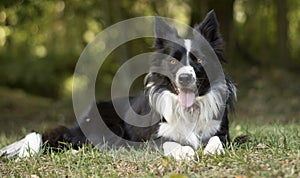 A peaceful border collie puppy relaxes in the grass