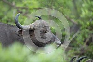 A peaceful buffalo cow ruminating