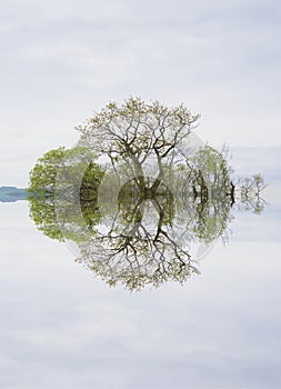 Peaceful calm lake reflection of trees on island at Loch Lomond