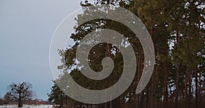 Peaceful calm Quiet nature picture wild pine forest. white snow near Christmas trees.