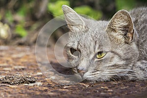 Peaceful Cat Closeup